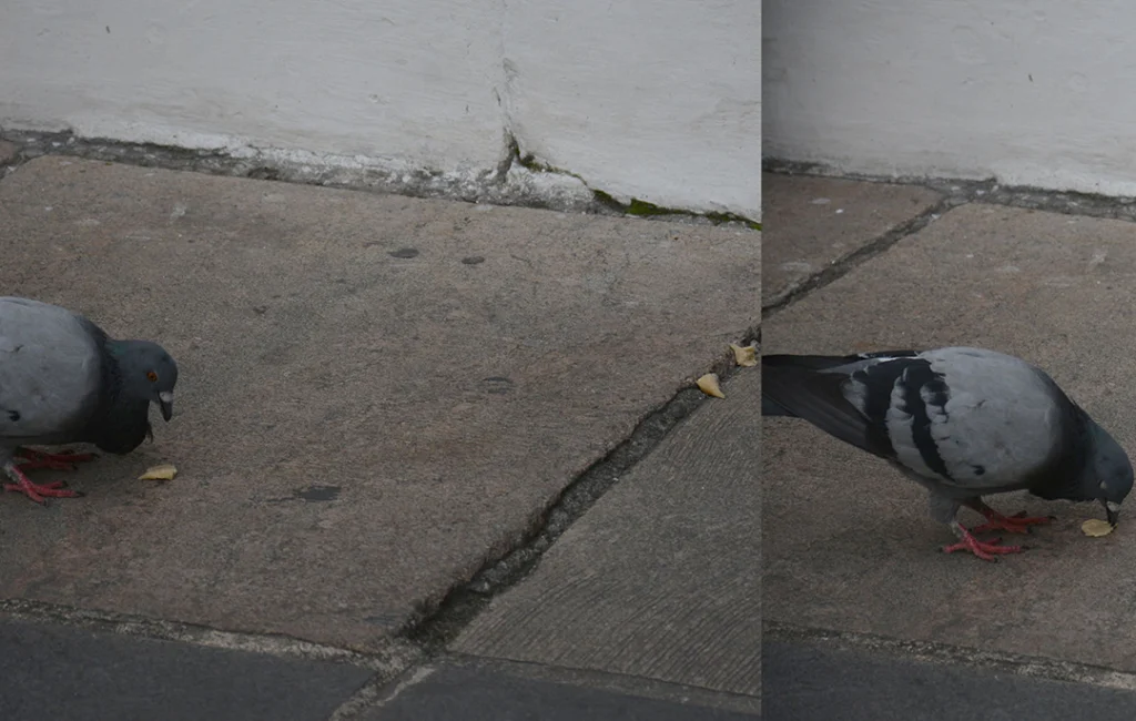 Nunca lhe prometi jardim algum - Imagem 5