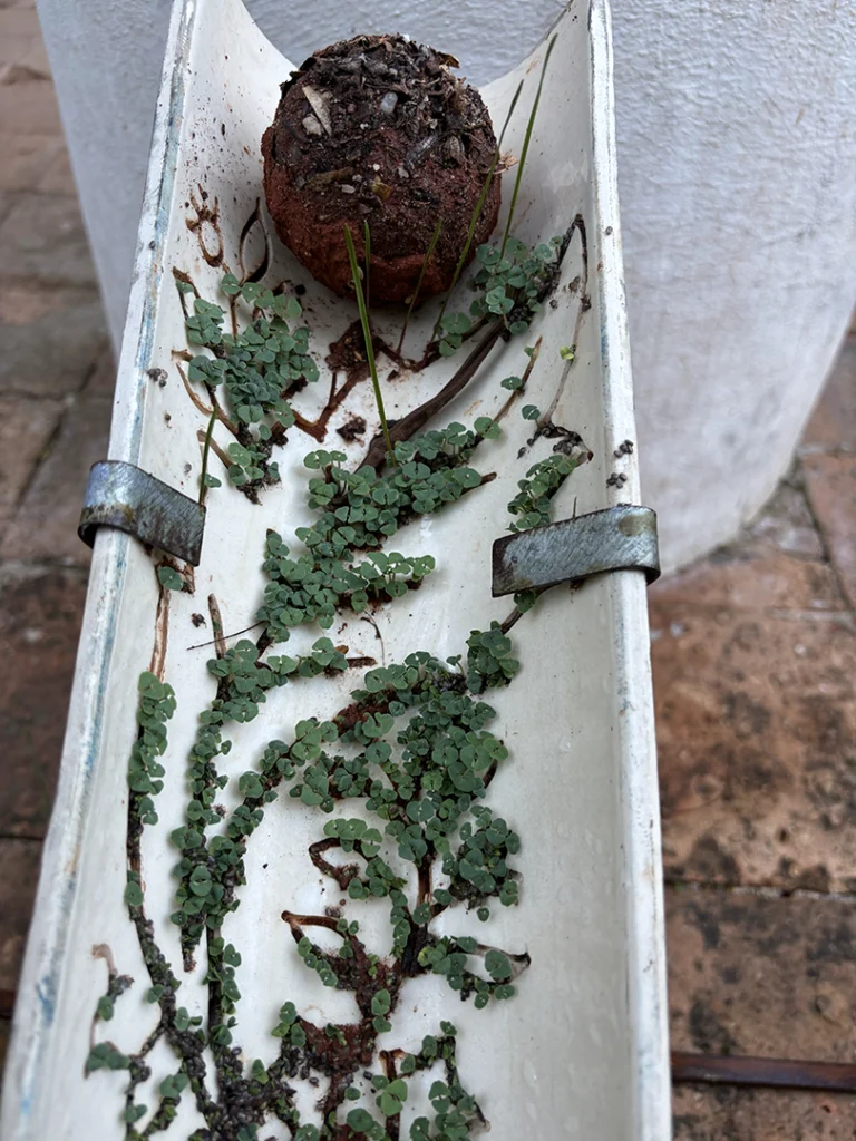 Ainda somos seis - Imagem 2