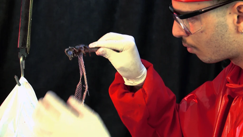 Lagomorpha - Imagem 3