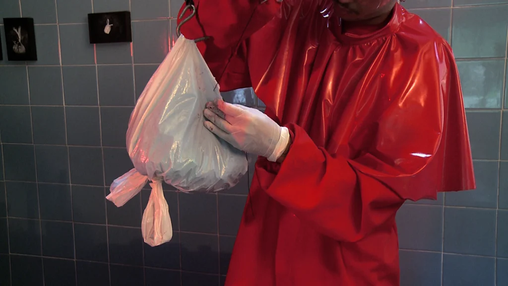 Lagomorpha - Imagem 7