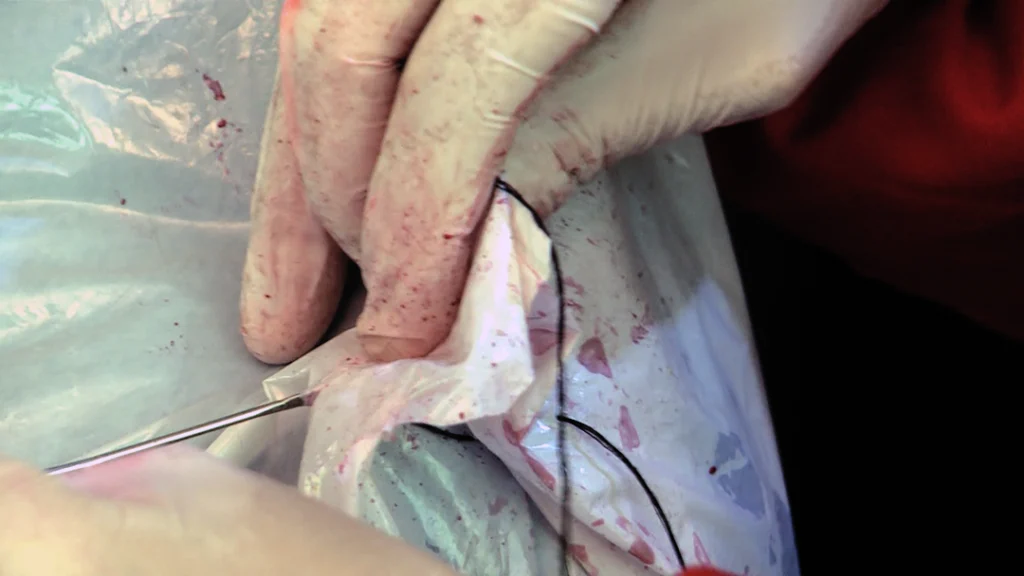 Lagomorpha - Imagem 8